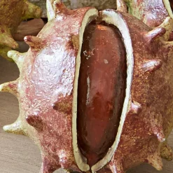 Set di 5 castagne decorative Léo
