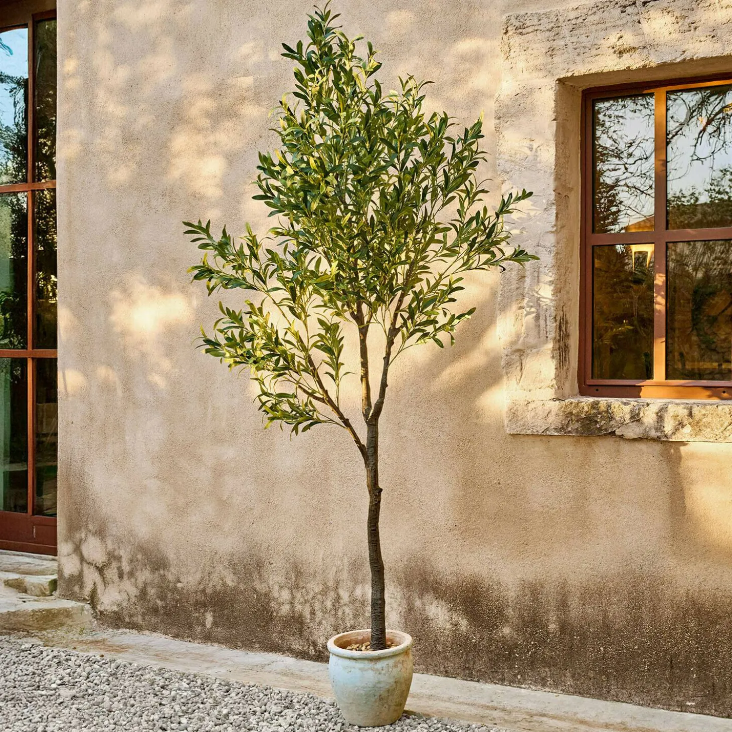 Ulivo decorativo Faelira